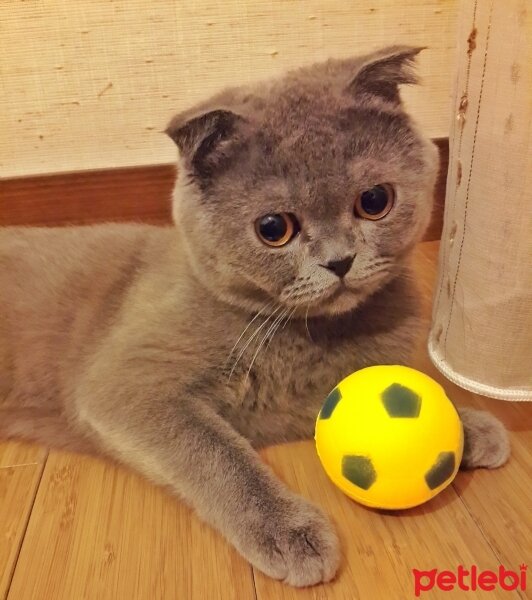 Scottish Fold, Kedi  Atlas Teoman fotoğrafı