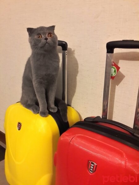 Scottish Fold, Kedi  Atlas Teoman fotoğrafı