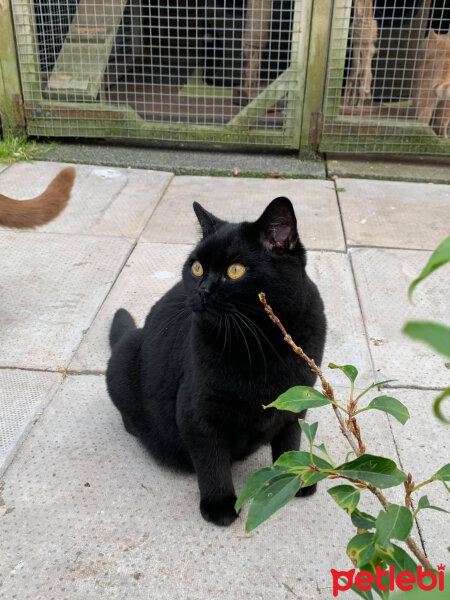 Bombay, Kedi  Ares fotoğrafı