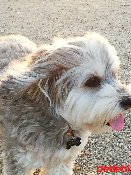 Maltese, Köpek  Şila fotoğrafı