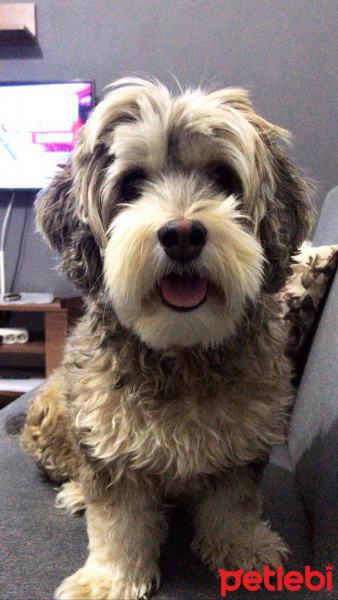 Maltese, Köpek  Şila fotoğrafı