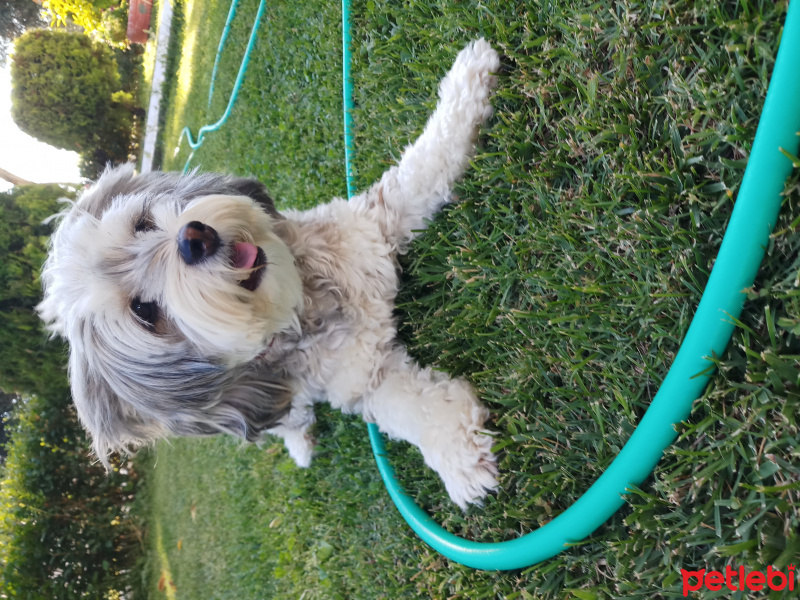 Maltese, Köpek  Şila fotoğrafı
