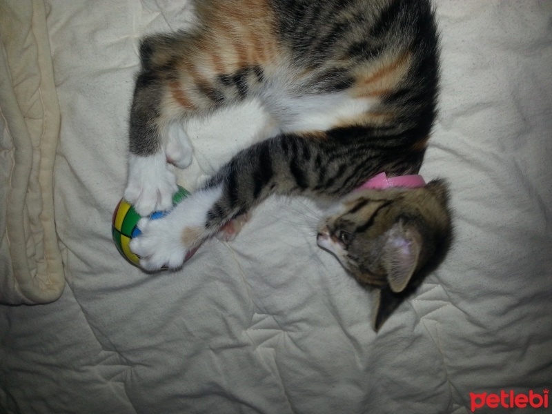 Tekir Kedi, Kedi  Minni fotoğrafı