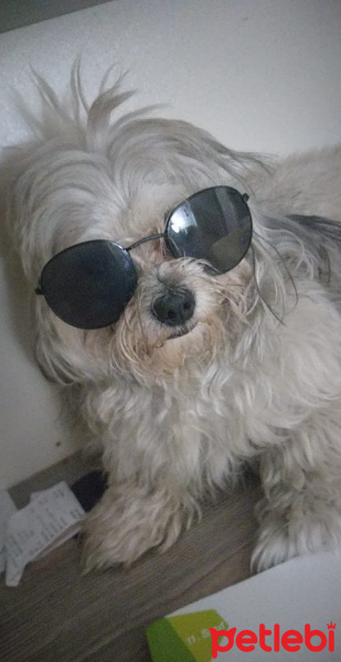 Maltese, Köpek  Bobi fotoğrafı
