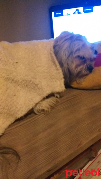 Maltese, Köpek  Bobi fotoğrafı