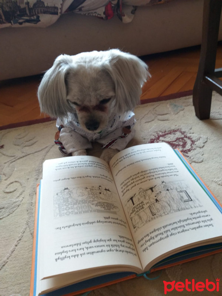 Maltese, Köpek  Bobi fotoğrafı