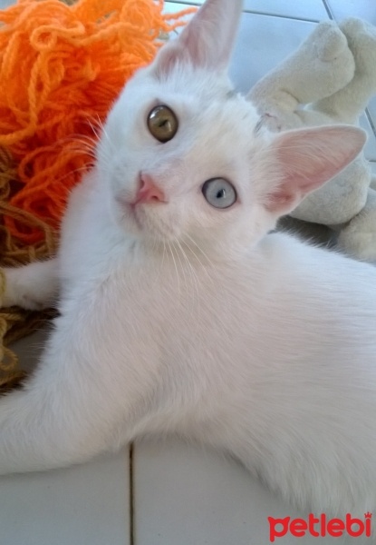 Van Kedisi, Kedi  Boncuk fotoğrafı