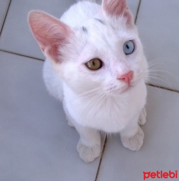 Van Kedisi, Kedi  Boncuk fotoğrafı
