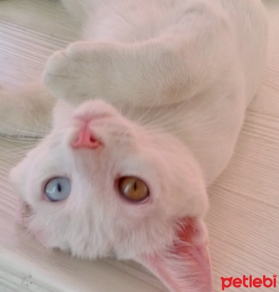 Van Kedisi, Kedi  Boncuk fotoğrafı