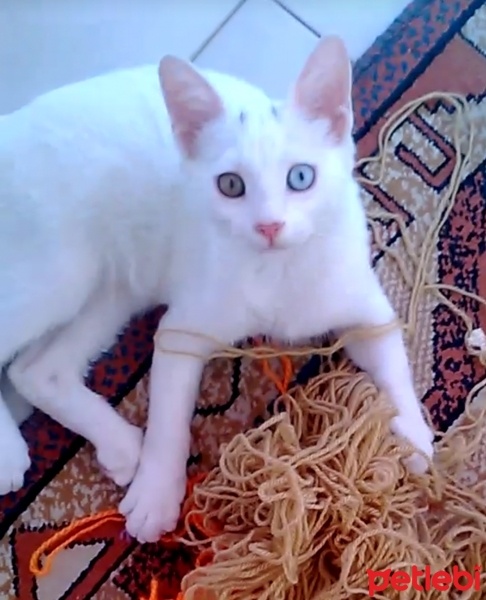 Van Kedisi, Kedi  Boncuk fotoğrafı