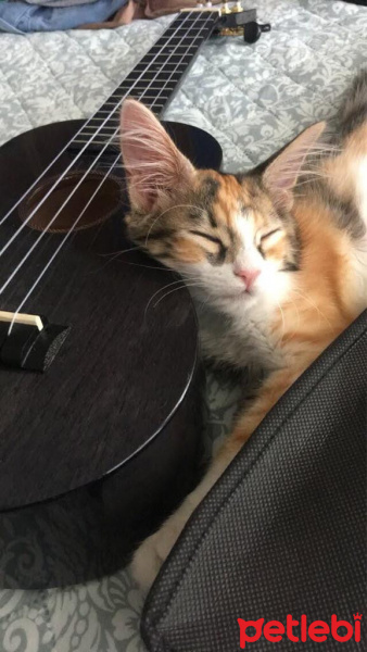 Tekir Kedi, Kedi  Bihter fotoğrafı