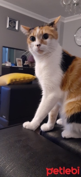 Tekir Kedi, Kedi  Kivi Puvu fotoğrafı