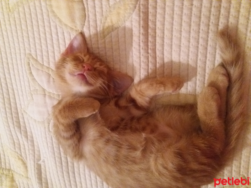 Sarman, Kedi  Bodi fotoğrafı