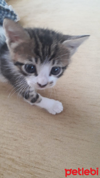 Tekir Kedi, Kedi  Badem fotoğrafı
