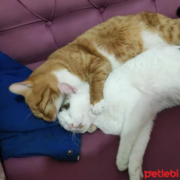 Sarman, Kedi  Cengaver fotoğrafı