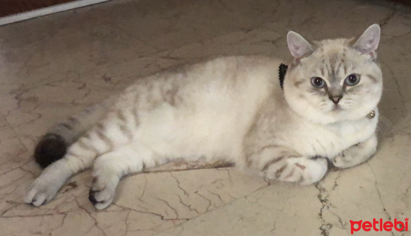 Scottish Fold, Kedi  ANGEL fotoğrafı
