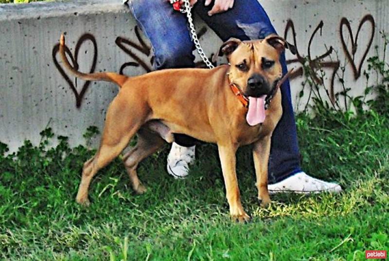 Amerikan Pitbull Terrier, Köpek  jr.mechanic fotoğrafı