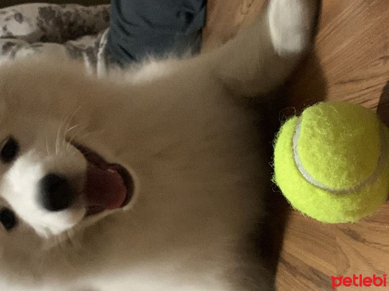 Samoyed, Köpek  Romi fotoğrafı