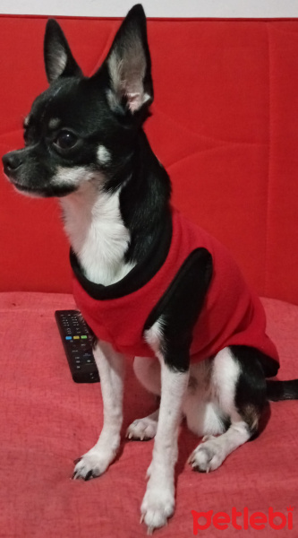 Chihuahua, Köpek  Kopuk fotoğrafı