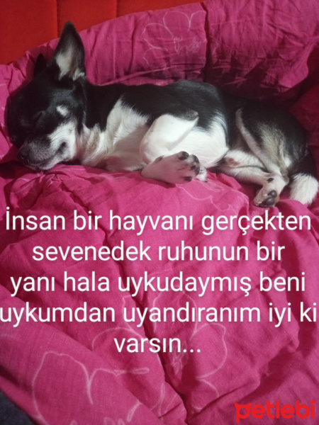 Chihuahua, Köpek  Kopuk fotoğrafı