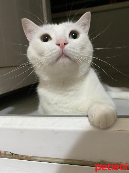 Tekir Kedi, Kedi  Lisa fotoğrafı