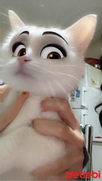 Tekir Kedi, Kedi  Lisa fotoğrafı