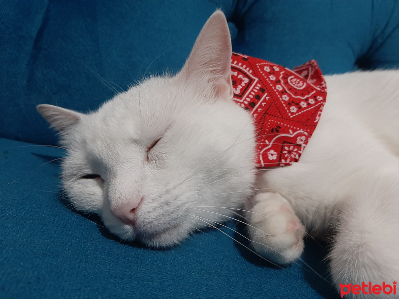 Tekir Kedi, Kedi  Lisa fotoğrafı