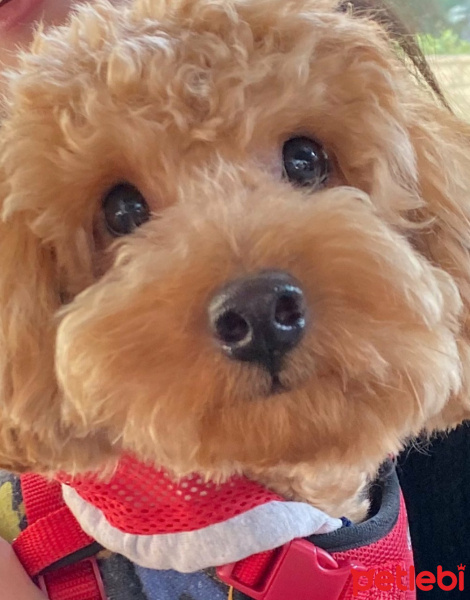 Poodle (Minyatür Kaniş), Köpek  Alf fotoğrafı