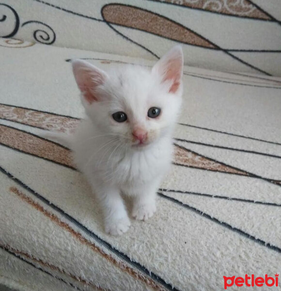 Ankara Kedisi, Kedi  Şila fotoğrafı