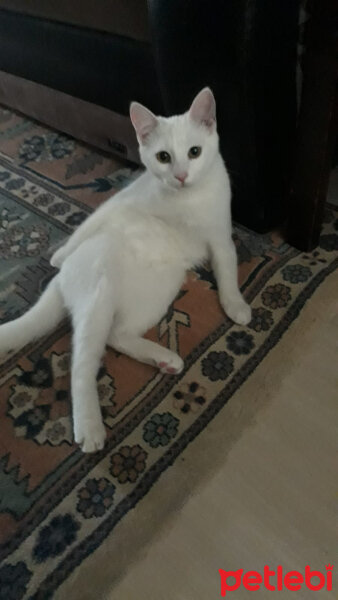 Ankara Kedisi, Kedi  Şila fotoğrafı