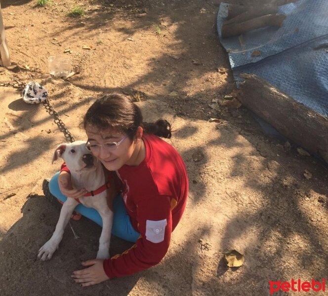 Dogo Arjantin, Köpek  Keşif fotoğrafı