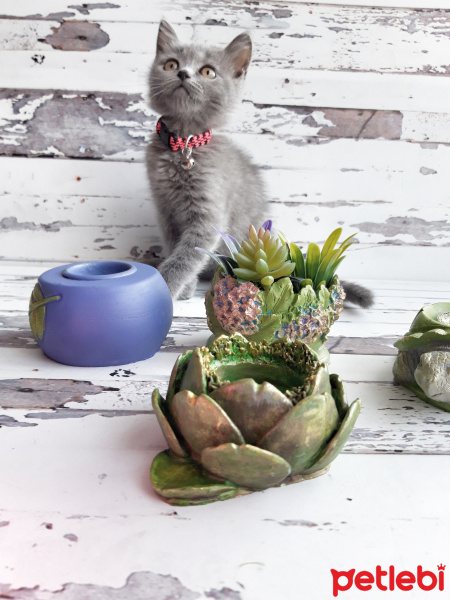 British Shorthair, Kedi  Şerbet fotoğrafı