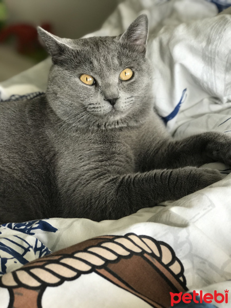 British Shorthair, Kedi  Gölge fotoğrafı