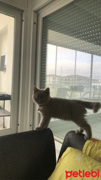 British Shorthair, Kedi  Casper fotoğrafı