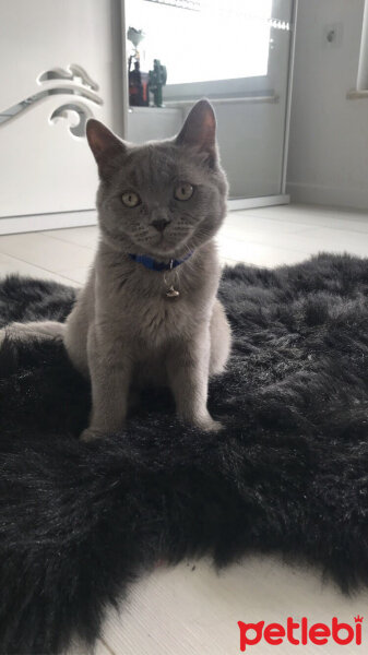 British Shorthair, Kedi  Casper fotoğrafı