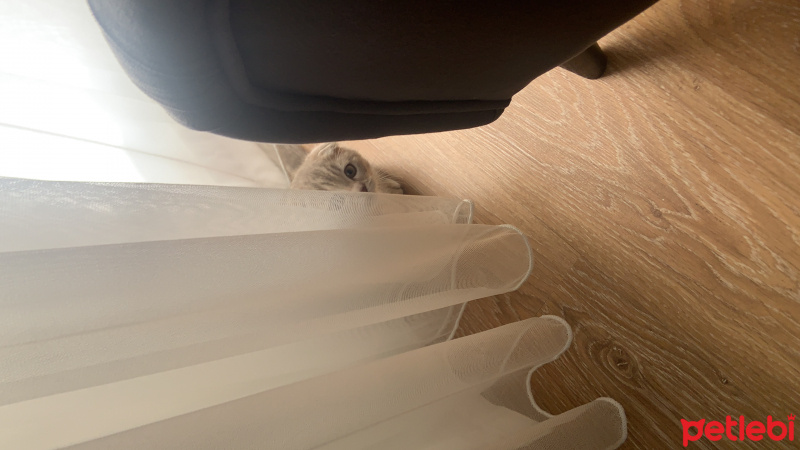 Scottish Fold, Kedi  Keke fotoğrafı