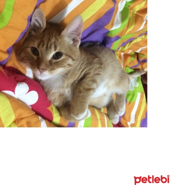 Tekir Kedi, Kedi  paşa fotoğrafı