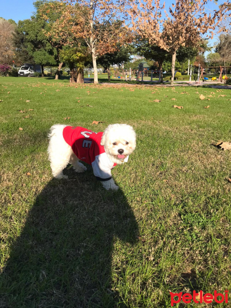 Maltese, Köpek  Bonie fotoğrafı