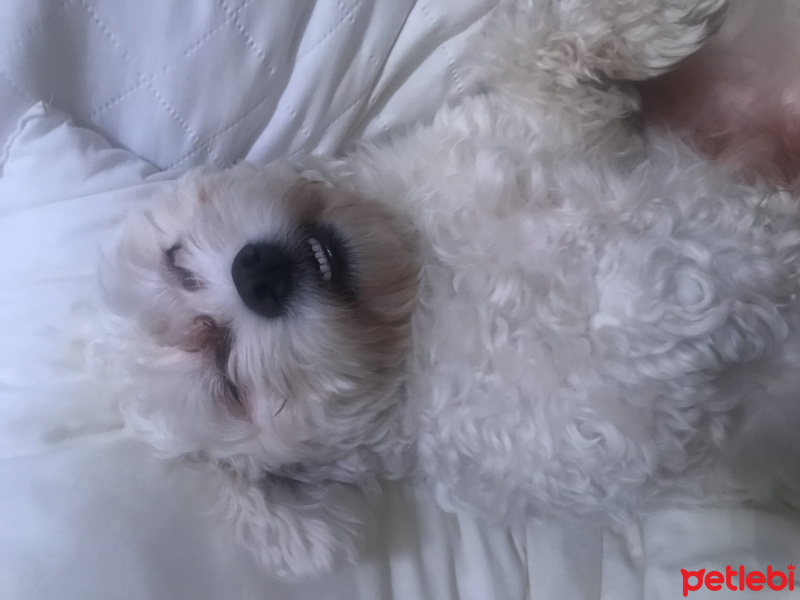 Maltese, Köpek  Bonie fotoğrafı