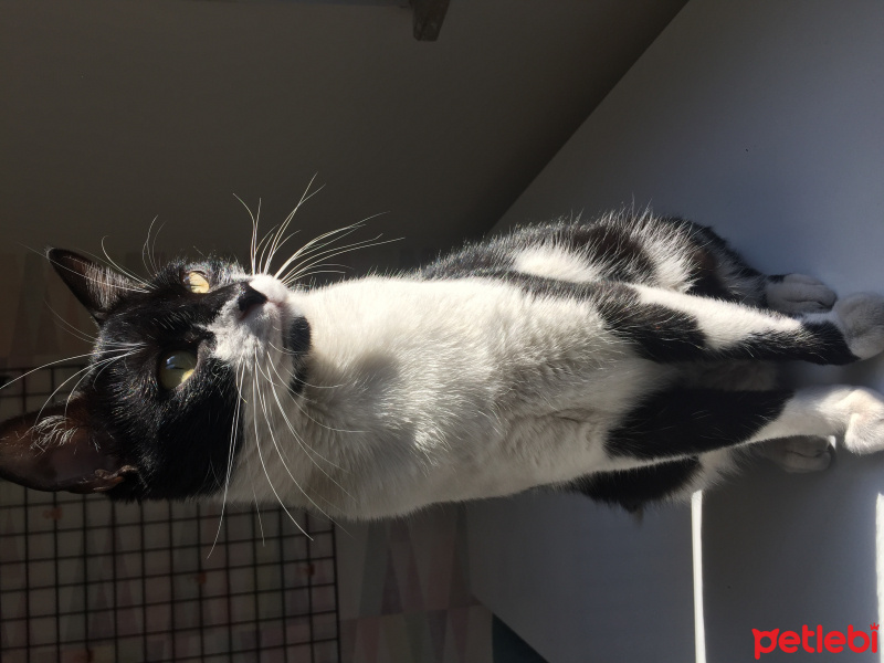 Tekir Kedi, Kedi  Maşa fotoğrafı