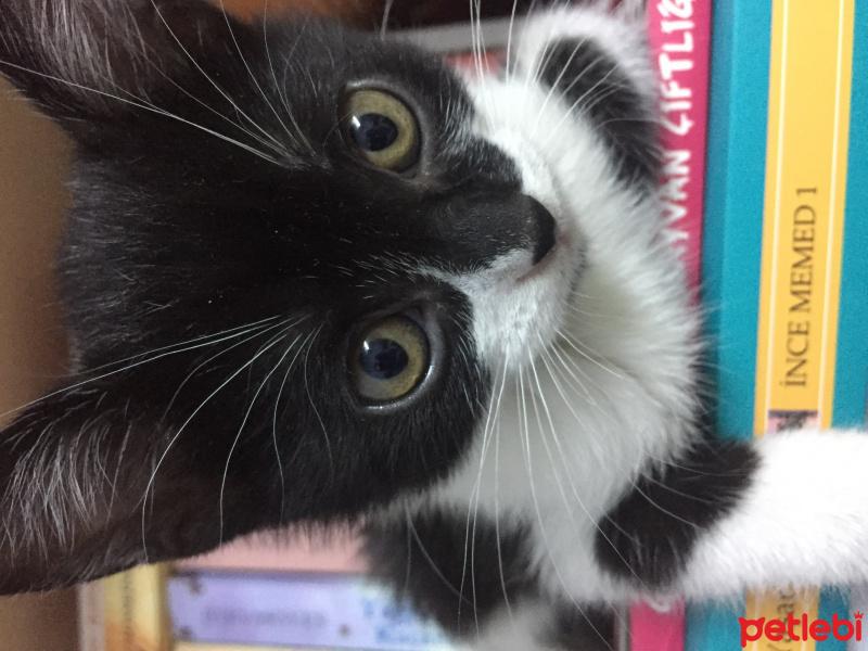 Tekir Kedi, Kedi  Maşa fotoğrafı