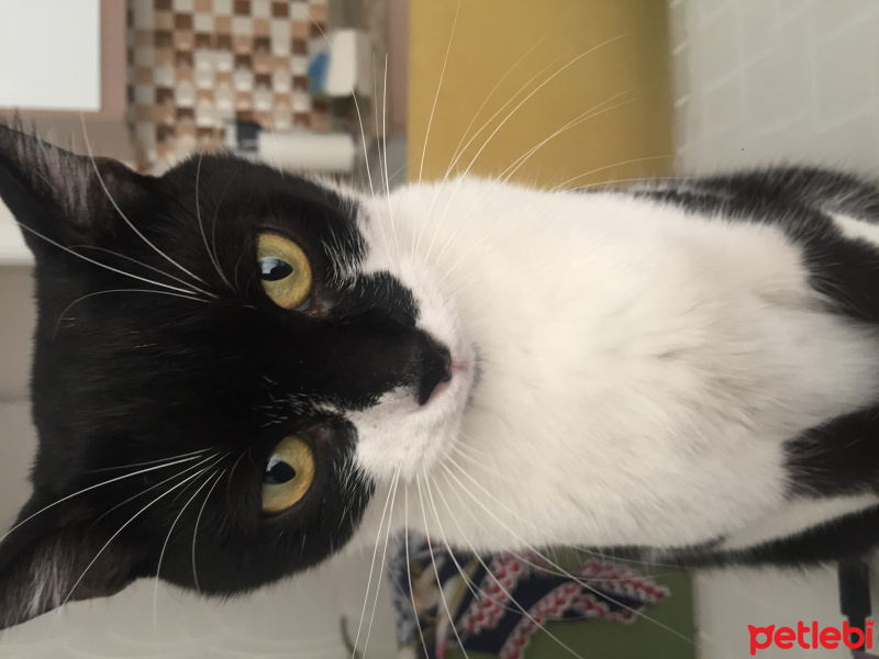 Tekir Kedi, Kedi  Maşa fotoğrafı