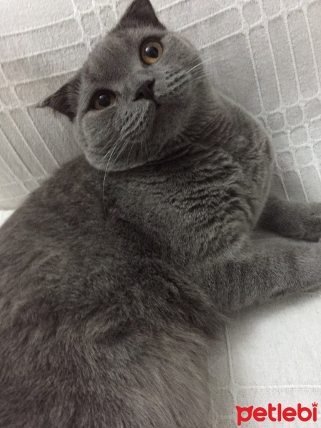 Scottish Fold, Kedi  Zeytin fotoğrafı