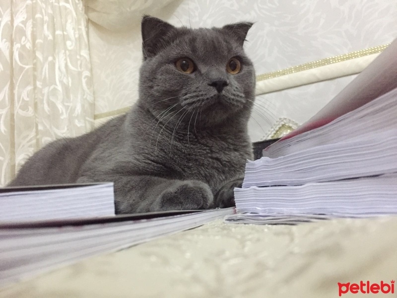 Scottish Fold, Kedi  Zeytin fotoğrafı