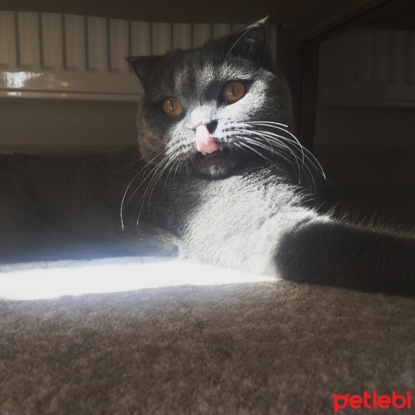 Scottish Fold, Kedi  Zeytin fotoğrafı