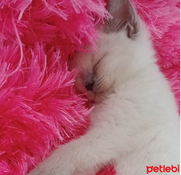 British Shorthair, Kedi  Merkür fotoğrafı