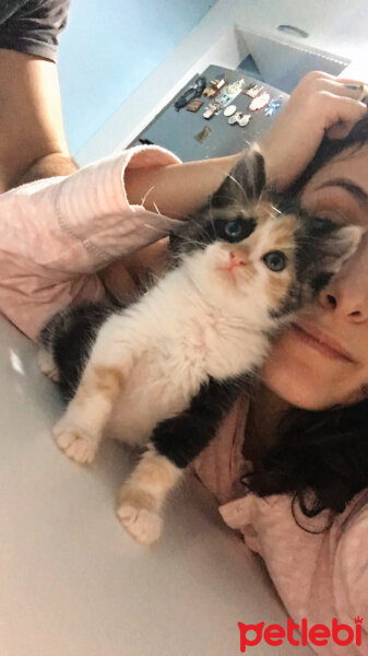 Tekir Kedi, Kedi  Mathilda fotoğrafı