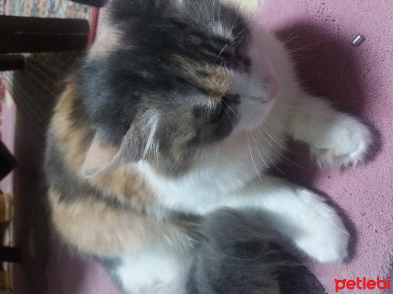 Tekir Kedi, Kedi  Tito fotoğrafı