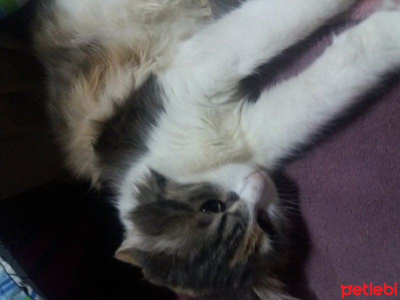 Tekir Kedi, Kedi  Tito fotoğrafı