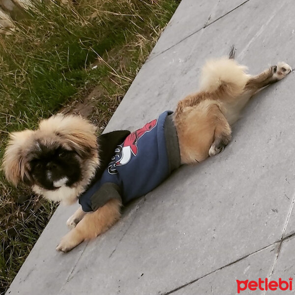 Pekingese, Köpek  Balbazar fotoğrafı